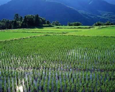 BAIXADA DE ARROZ EM VARGEM ALEGRE, POR AROLDO MENDES FIGUEIREDO - VARGEM ALEGRE - MG